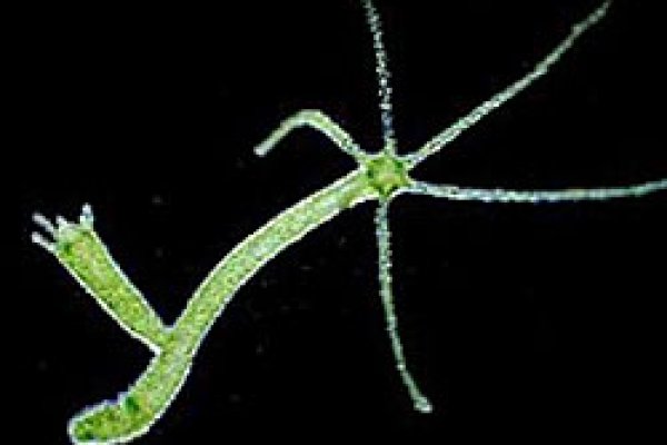 Кракен наркомаркетплейс