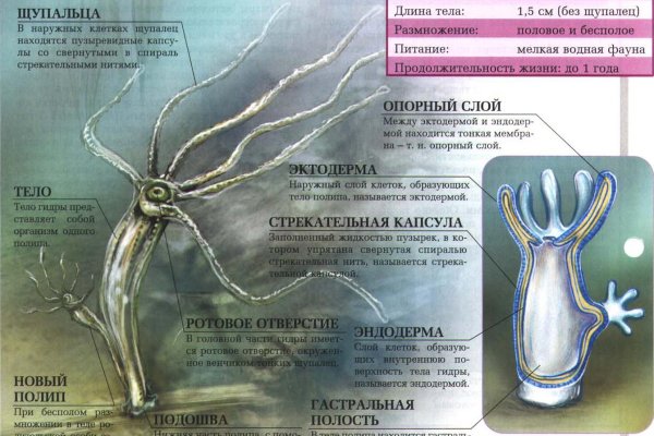 Кракен at