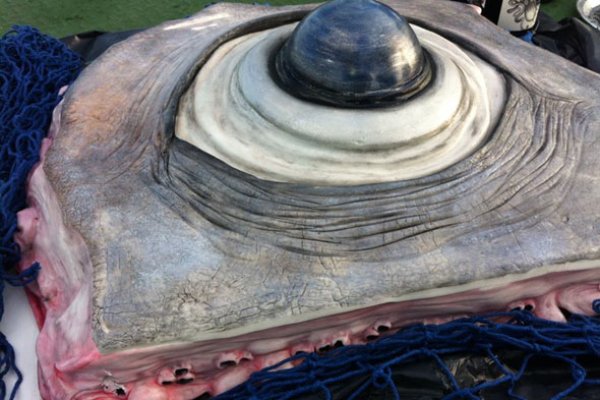 Hydra маркетплейс