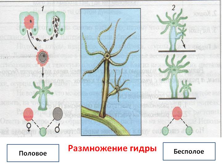 Кракен маркетплейс официальный сайт