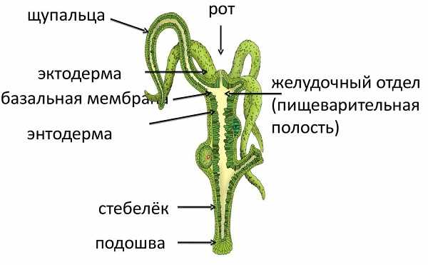 Кракен сайт store